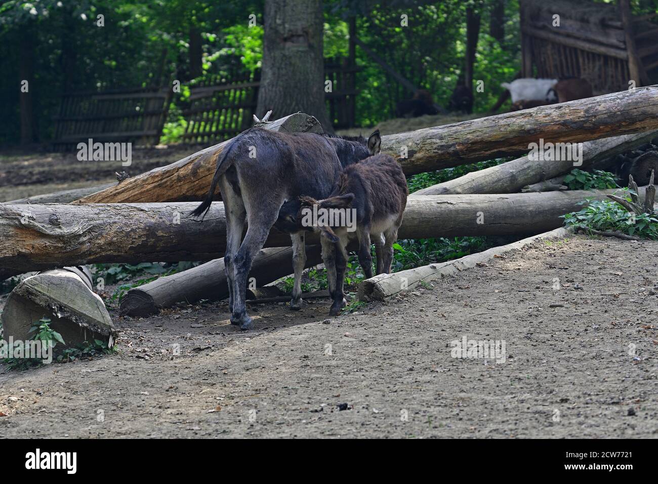 Ernstbrunn, bassa Austria, Austria. Asino domestico (Equus asinus asinus) nel recinto Foto Stock