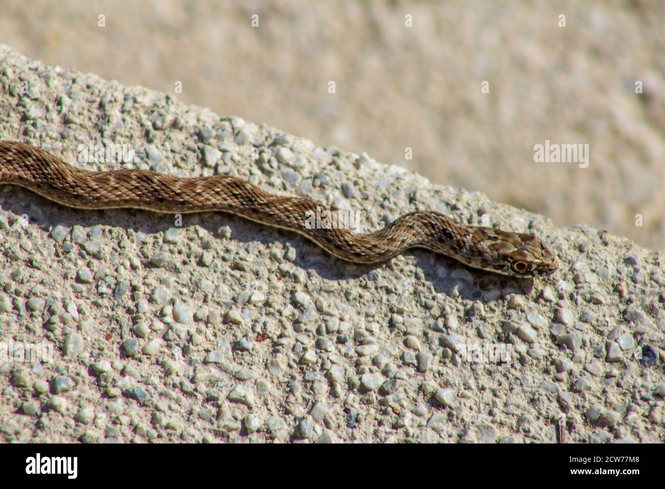 Malpolon monspessulanus, Montpellier Snake Foto Stock