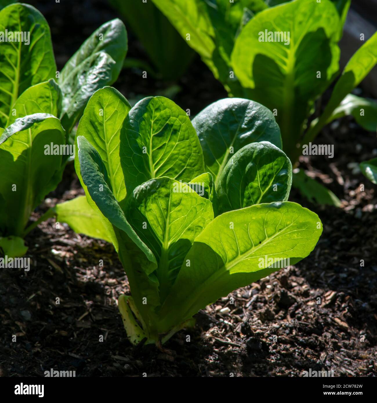 lattuga fatta in casa in un'assegnazione del giardino, retroilluminata dal fuoco selettivo del sole del mattino con uno sfondo sfocato per lo spazio di copia Foto Stock