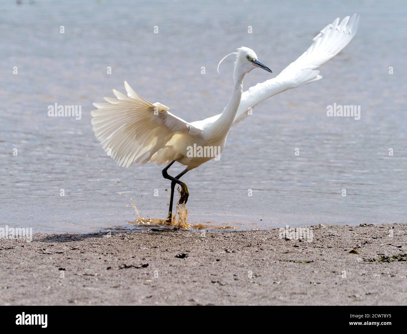 Piccolo Egret. Garzetta Egretta Foto Stock