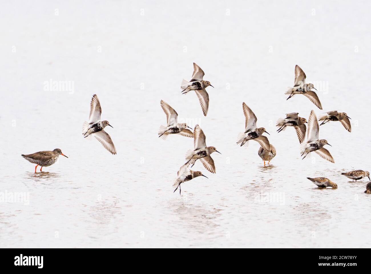 Dunlin (Calidris alpina) piccolo gregge che atterra in acqua. 1 tringa totanus in piedi dietro di loro. Foto Stock