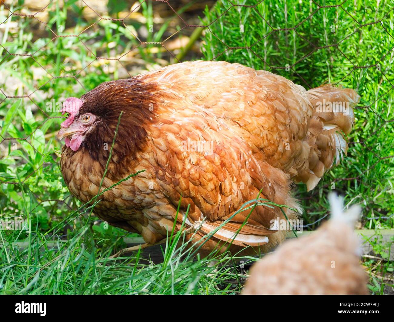 pollo ailments. coccidiosis Foto Stock