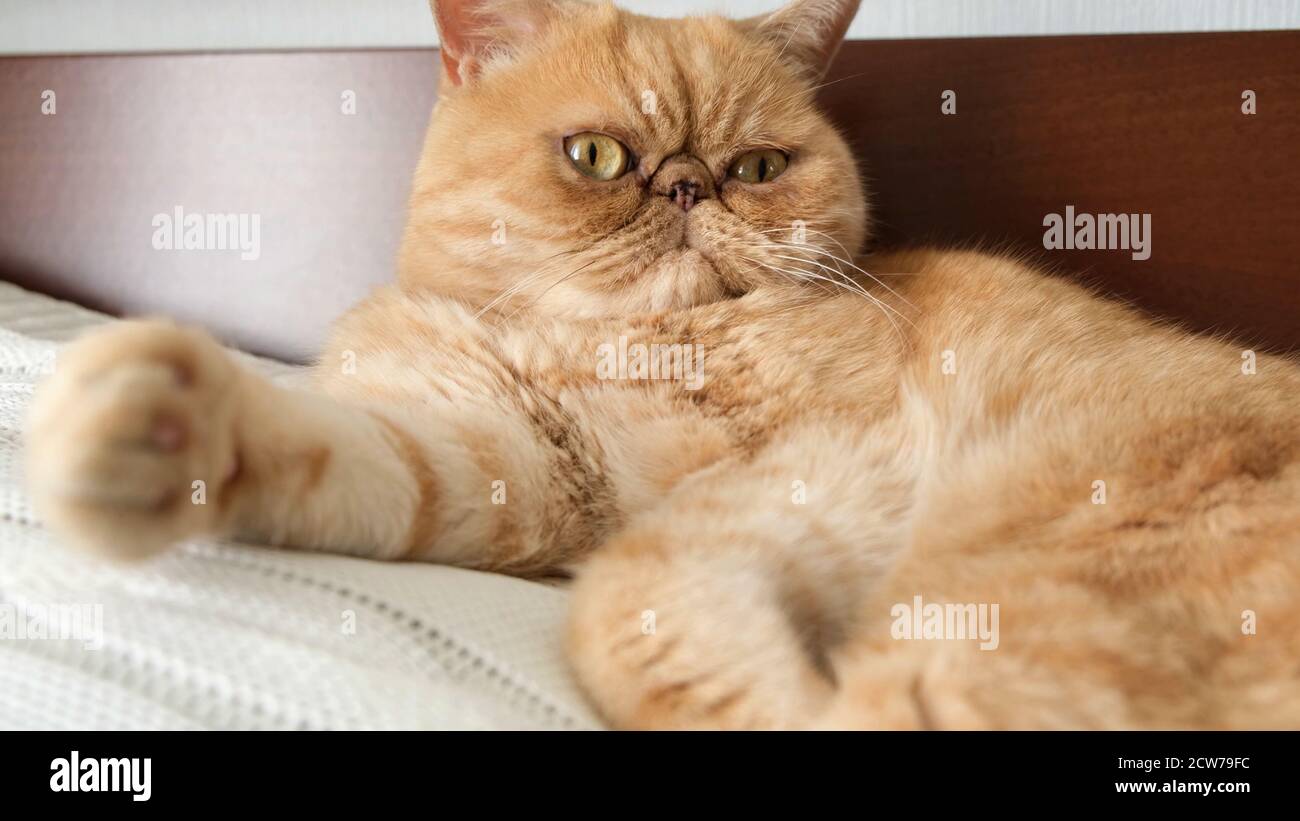 Divertente gatto shorthair esotico con espressione bossy del volto. Carino gatto domestico grasso Foto Stock