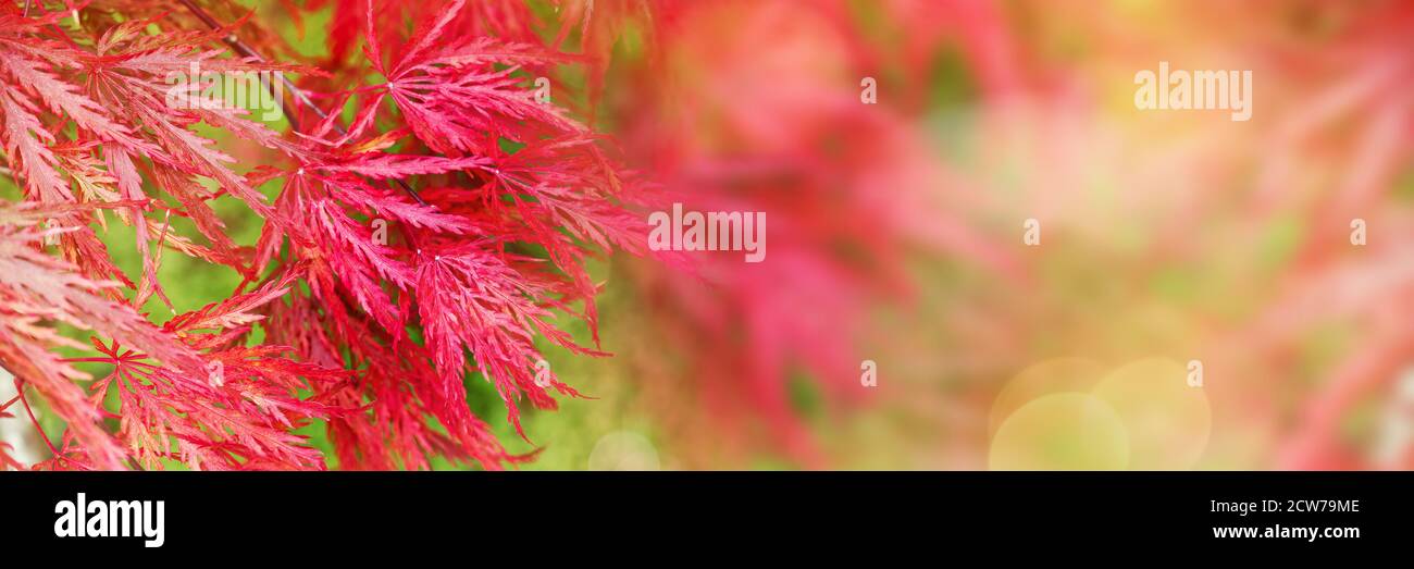 Sfondo autunno panoramico con foglie di acero giapponese rosso e. spazio di copia Foto Stock