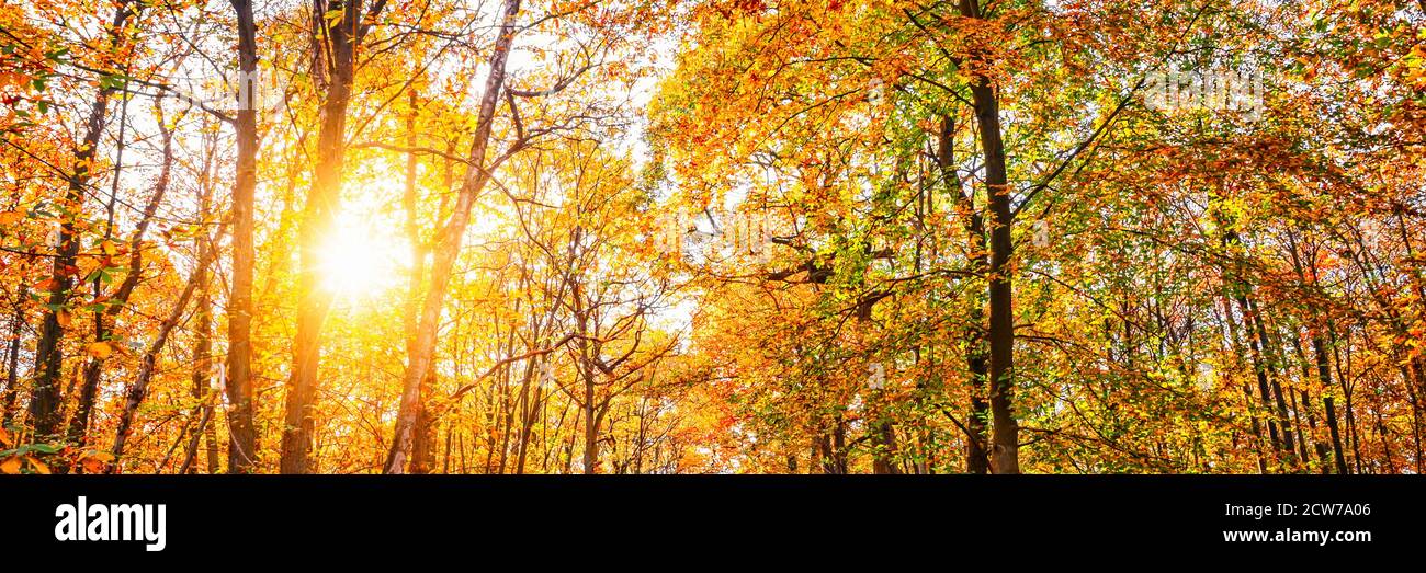 Panorama di alberi con il sole in una foresta in autunno Foto Stock