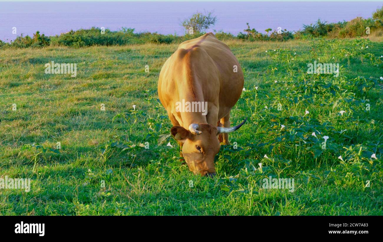 Mucca pascolando sulla montagna della costa del mare a. tramonto Foto Stock