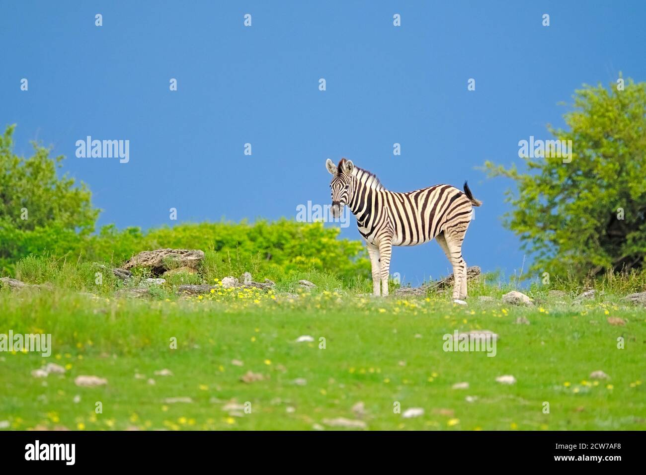 Burchell Zebra, Equus quagga burchellii, è al pascolo in un campo di fiori gialli. Paesaggio colorato nel Parco Nazionale di Etosha, Namibia, Africa. Foto Stock
