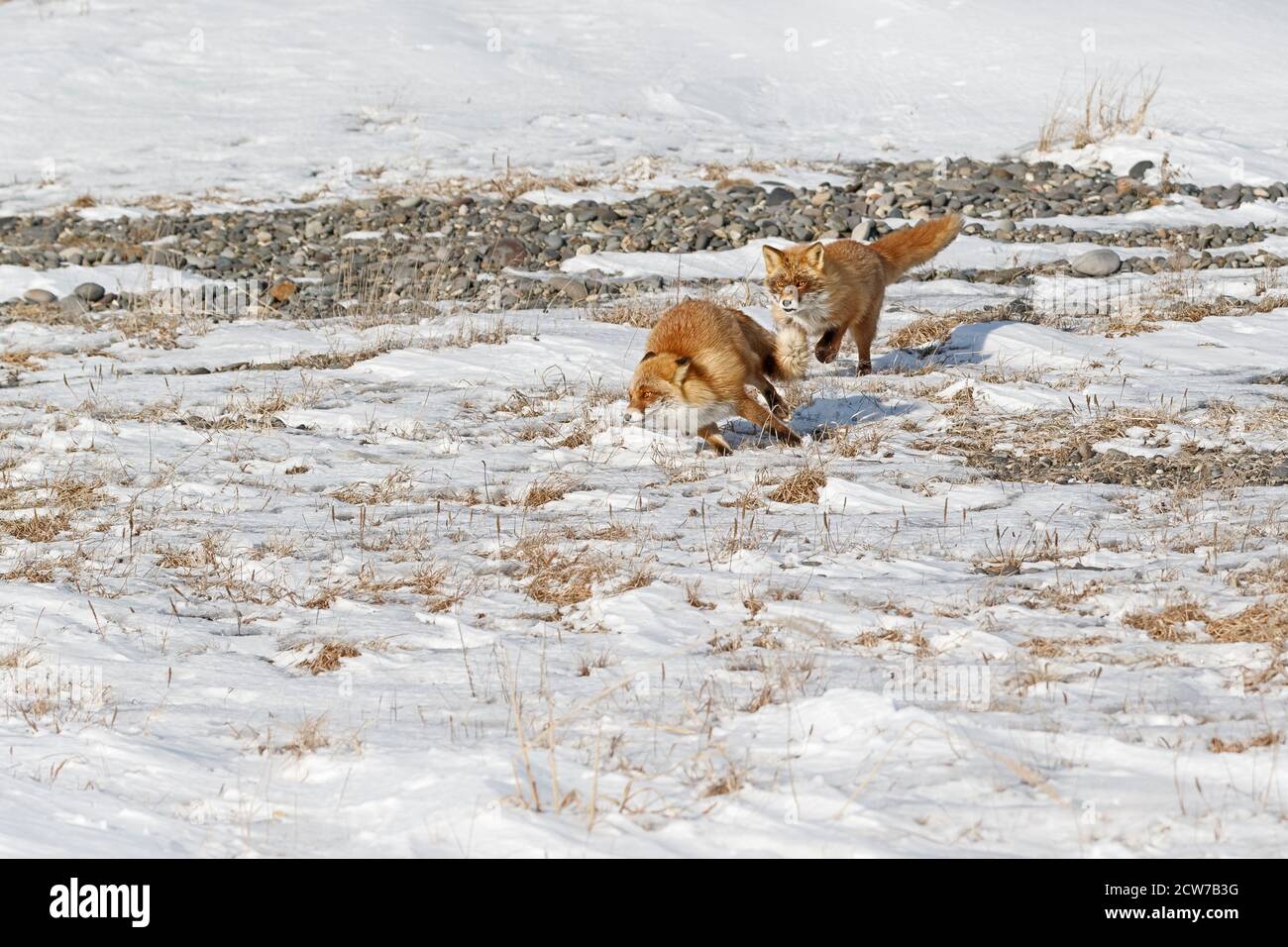Una volpe rossa di Ezo, Vulpes vulpes schrencki, sta inseguendo un'altra volpe rossa di Ezo attraverso la spiaggia a Hokkaido, Giappone. Foto Stock