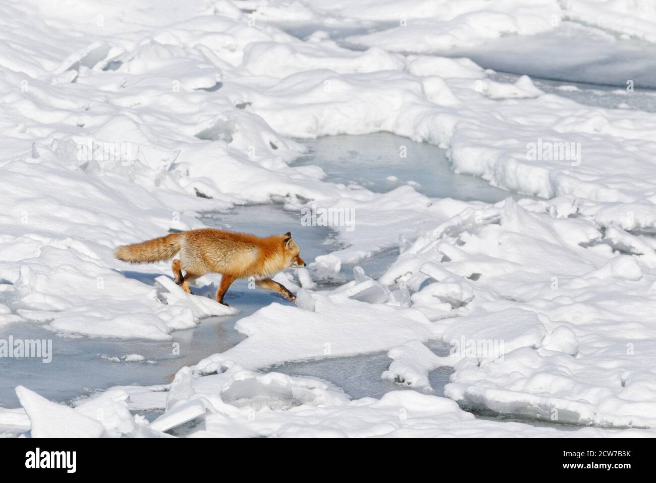 La volpe rossa di Ezo, Vulpes vulpes schrencki, osa attraversare un gap di ghiaccio su un campo di ghiaccio vicino alla spiaggia di Hokkaido, Giappone. Foto Stock