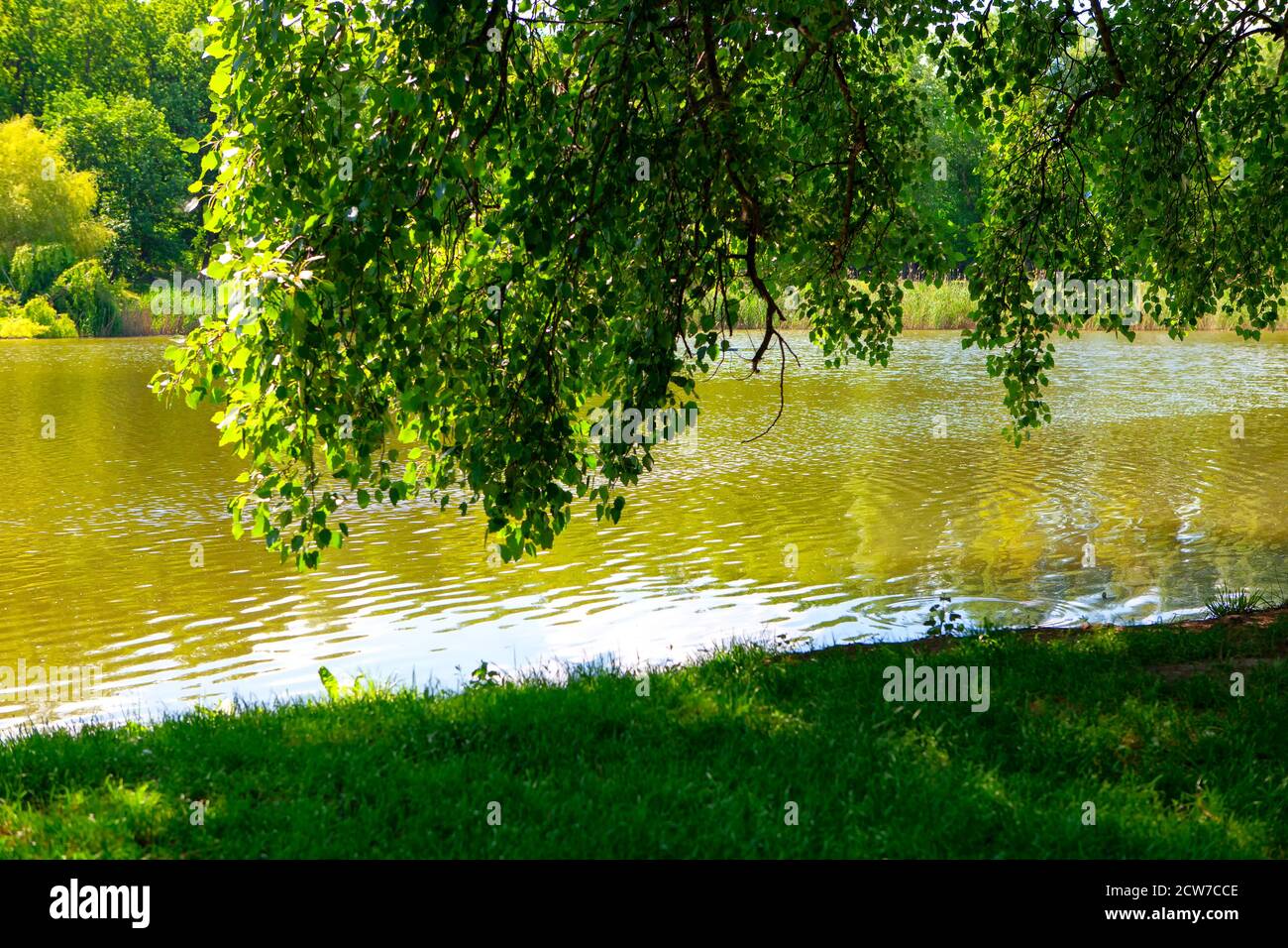 Rami verdi appesi sull'acqua del lago Foto Stock