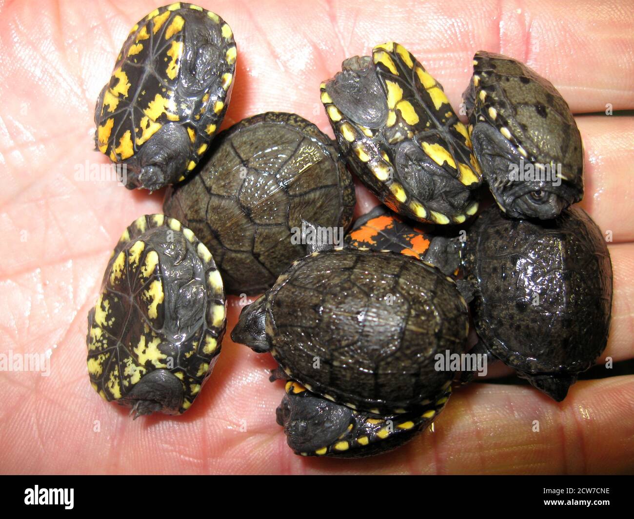 Baby tartaruga di fango orientale, Kinosternon subrubrum subrubrum Foto Stock
