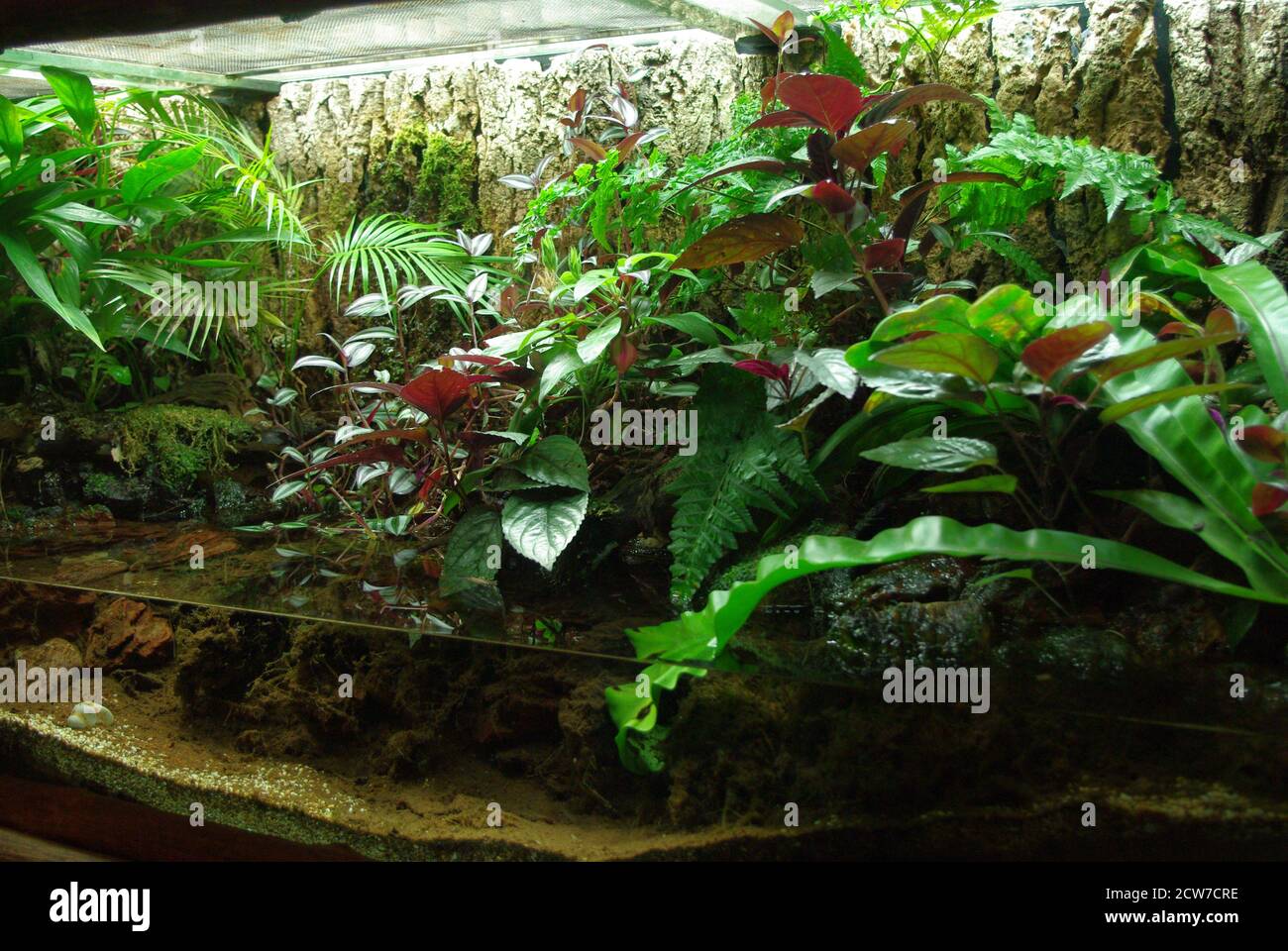 Acqua-terrarium tropicale Foto Stock