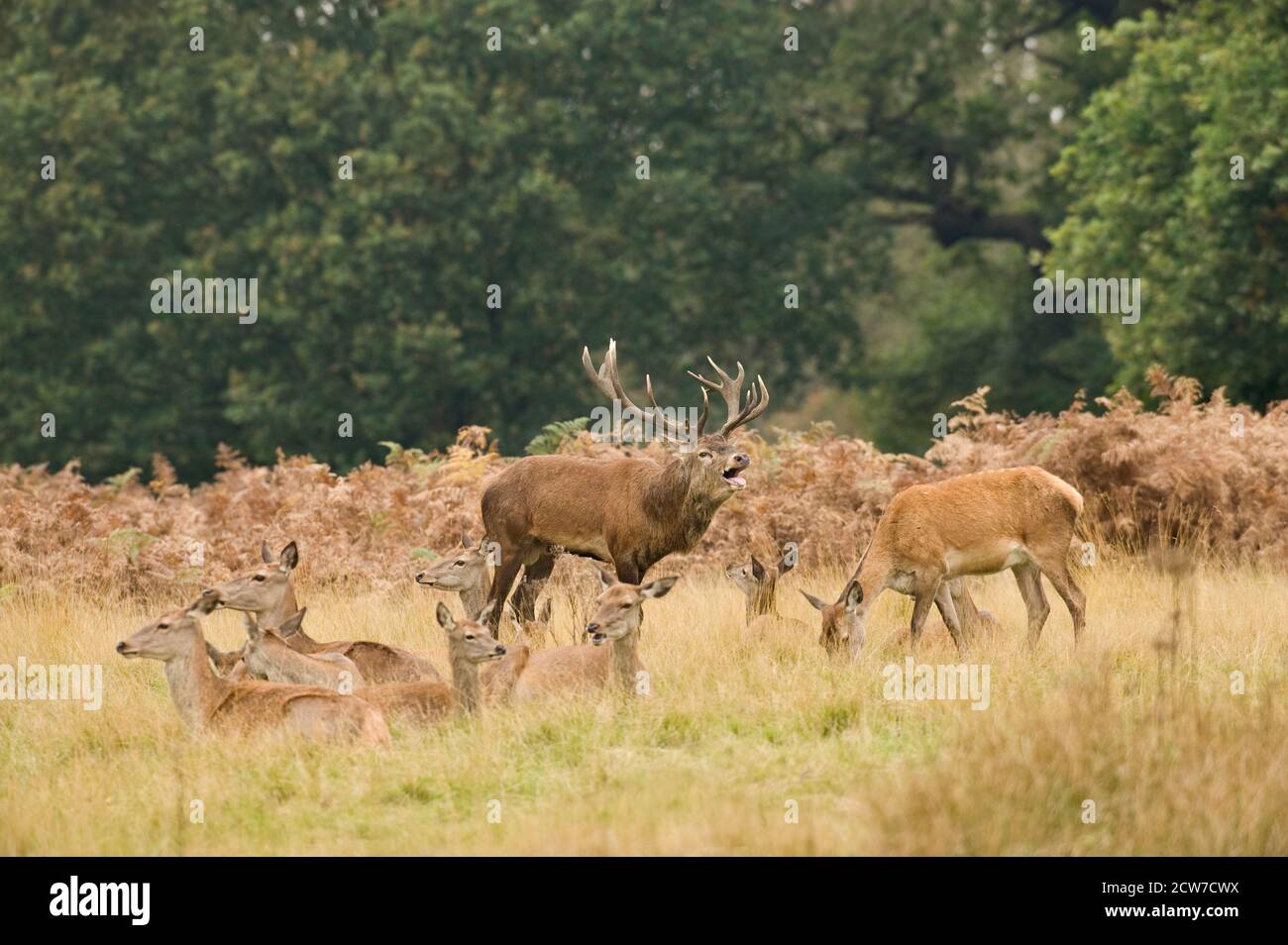 Red Deer (Cervus elephus) Richmond Park, Londra, Regno Unito Foto Stock