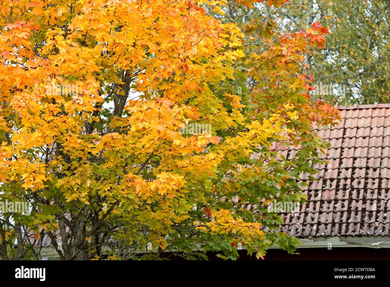 Molto bello albero di acero ha i suoi rami gialli su un tetto dell'edificio Foto Stock