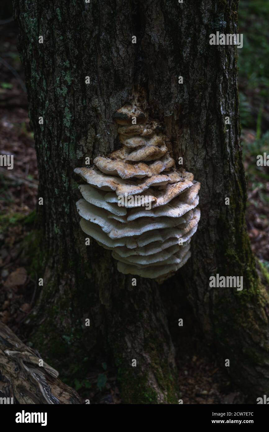 Un'infezione di fungo grande che cresce sulla corteccia dell'albero nel lago Placid, NY Foto Stock