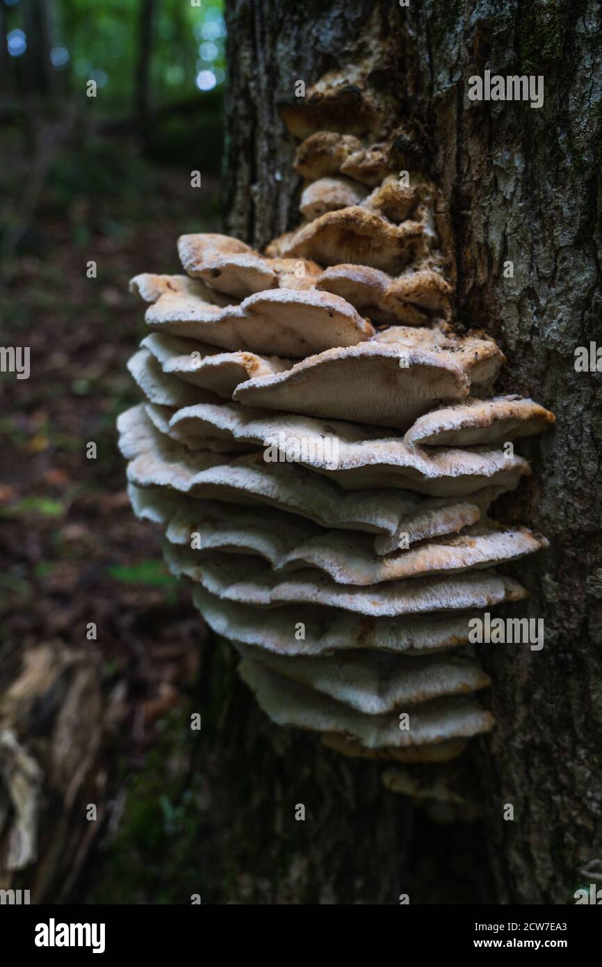 Un'infezione di fungo grande che cresce sulla corteccia dell'albero nel lago Placid, NY Foto Stock