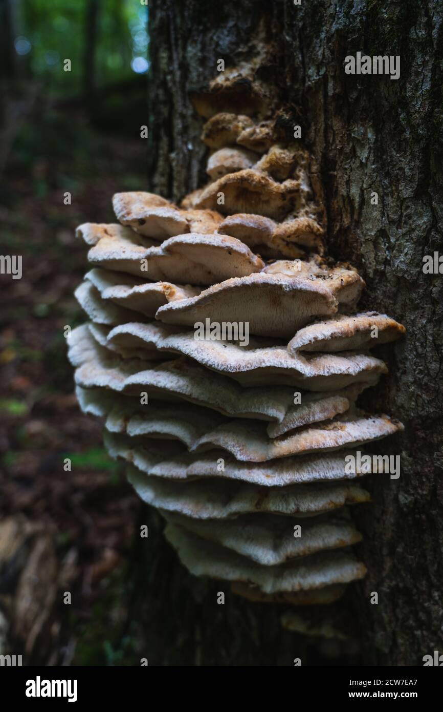 Un'infezione di fungo grande che cresce sulla corteccia dell'albero nel lago Placid, NY Foto Stock