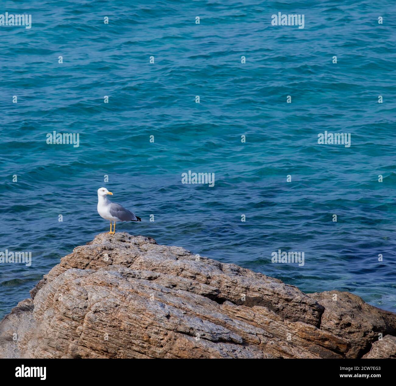 Seagull isolato. Seabird guardando lateralmente in piedi su una roccia sulla spiaggia. Foto Stock