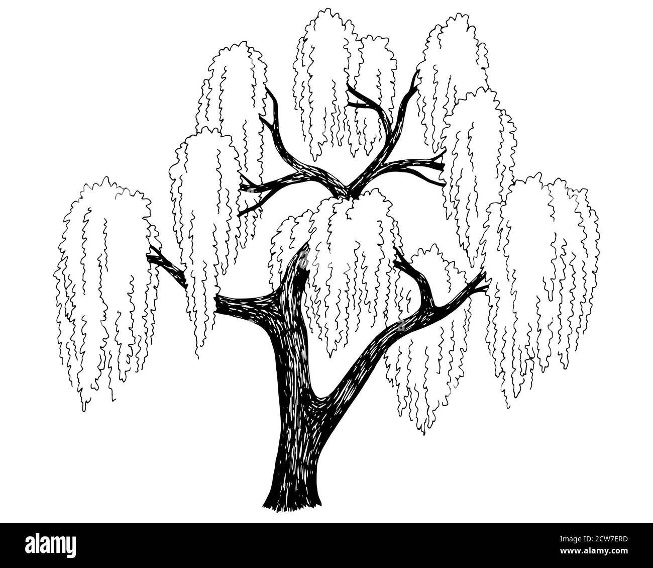 Grafico ad albero Willow vettore di illustrazione dello schizzo isolato in bianco nero Illustrazione Vettoriale
