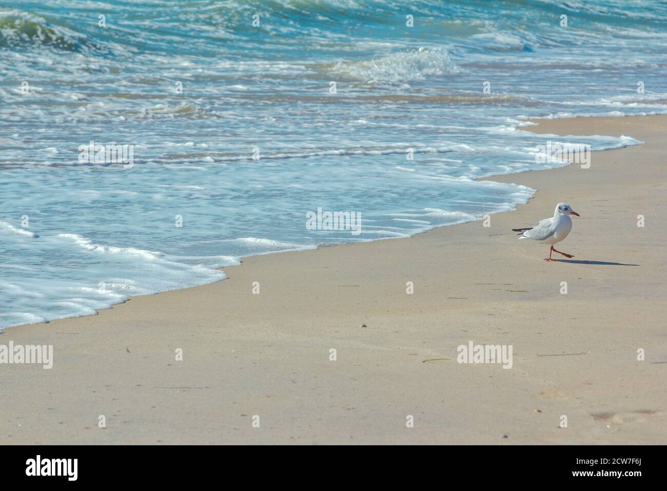 Seagull camminando sulla spiaggia sabbiosa vicino al mare ondulato tempestoso. Uccelli marini alla ricerca di cibo. Foto Stock