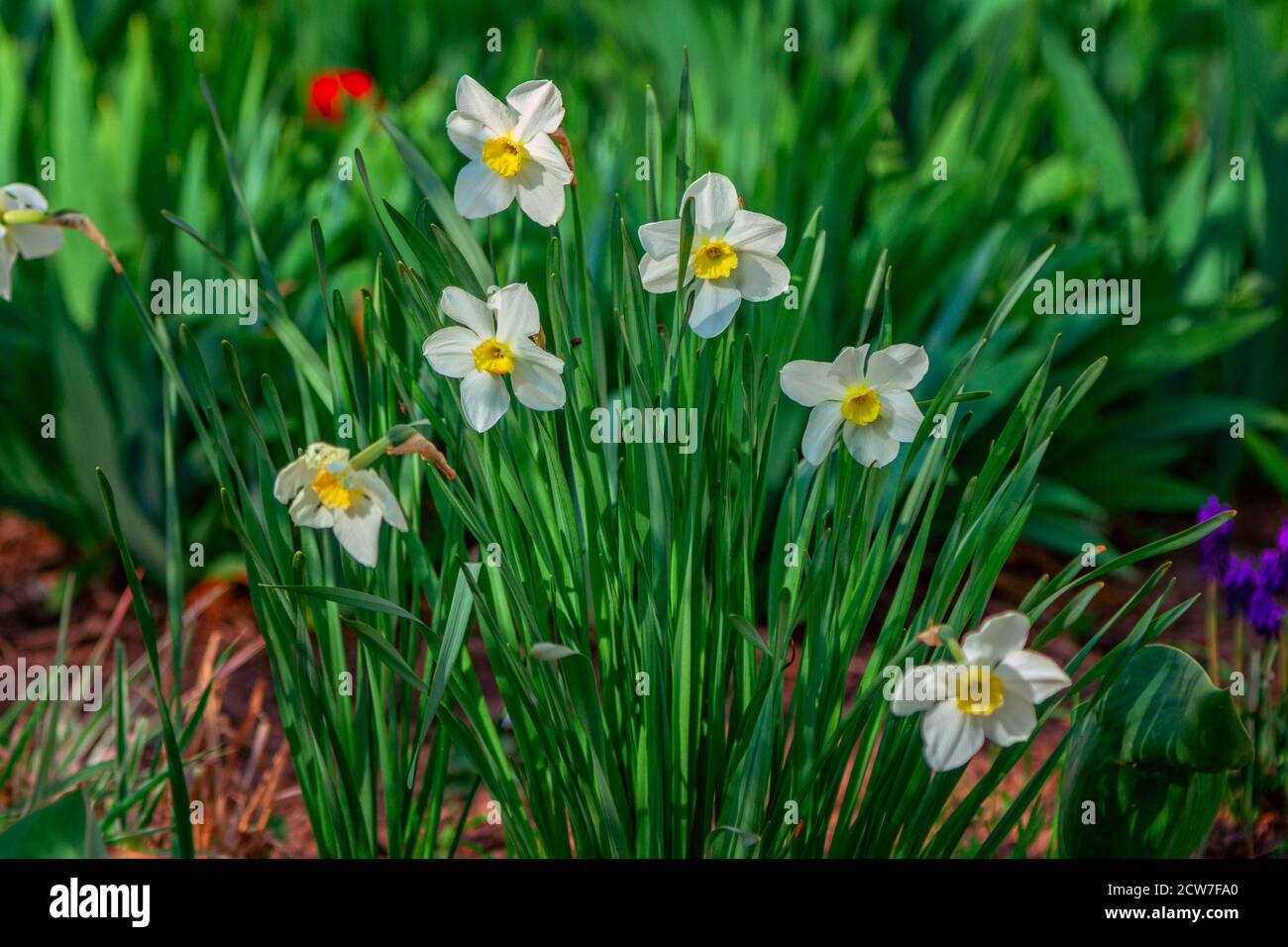 Vista dei bellissimi fiori di narciso gialli, che crescono nel giardino. Primavera fiorente natura. Foto Stock