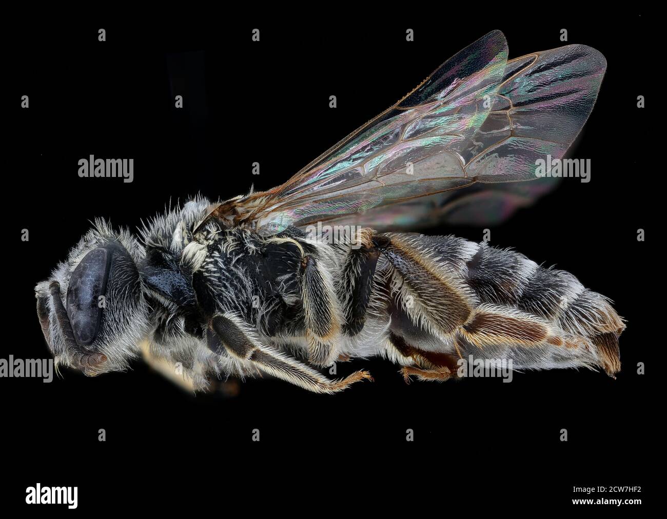 Catturata il 17 febbraio 2020, questa immagine di Andrena rehni, una specie di api autoctona, è stata scattata nella Contea di New Haven, Connecticut. La fotografia faceva parte dell'inventario delle api in corso e degli sforzi di monitoraggio presso il Patuxent Wildlife Research Center. Foto Stock