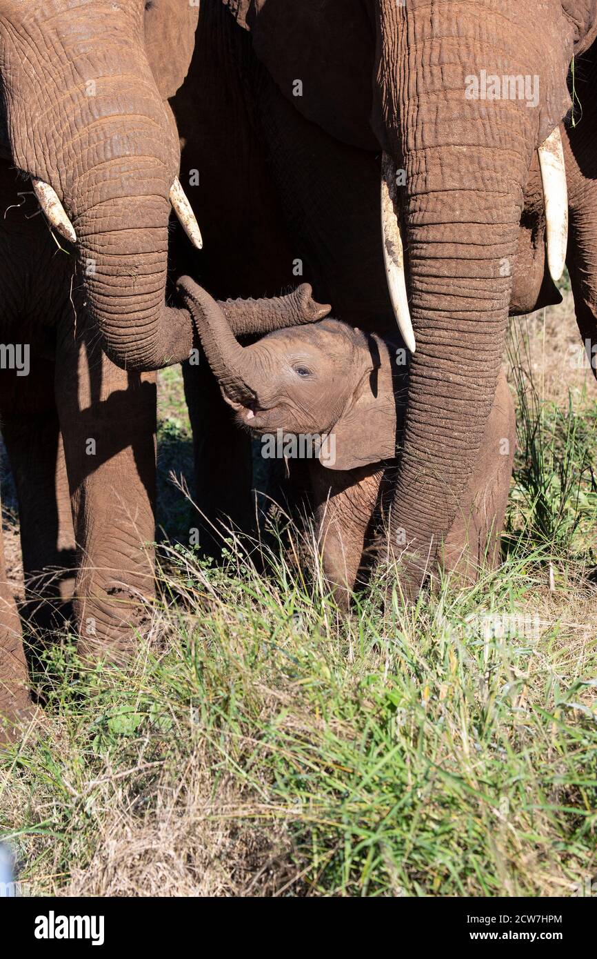 Baby elefante vitello Loxodonta africana si intromette con gli elefanti adulti che garantire il suo benessere e proteggerlo a livello comunitario Foto Stock