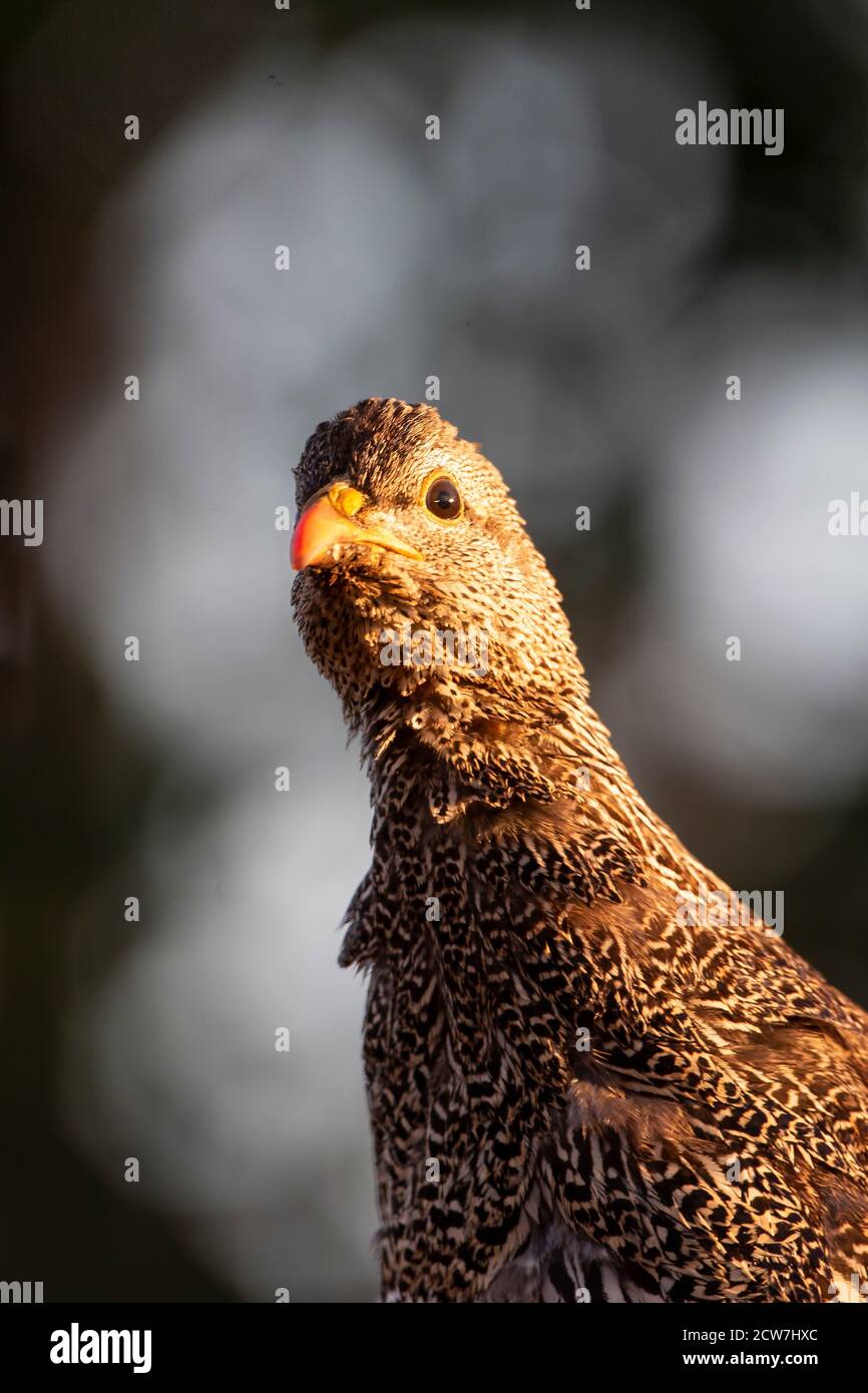 Un'immagine della testa e delle spalle di un Natal Spurfowl Pternistis natalensis o di un Natal francolin in primo piano presso la Zimanga Private Game Reserve, Sudafrica Foto Stock