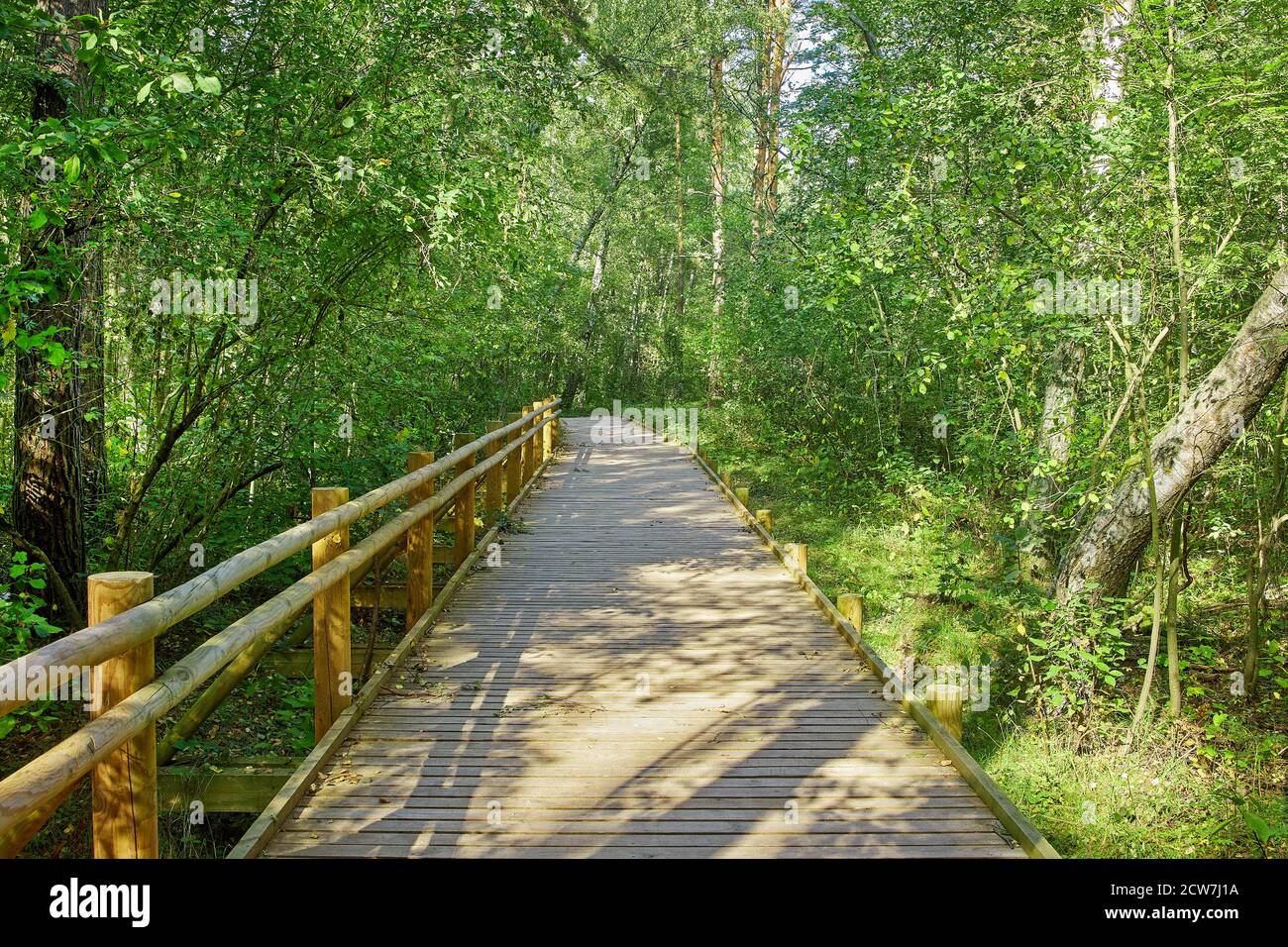 sentiero natura in legno attraverso la foresta Foto Stock