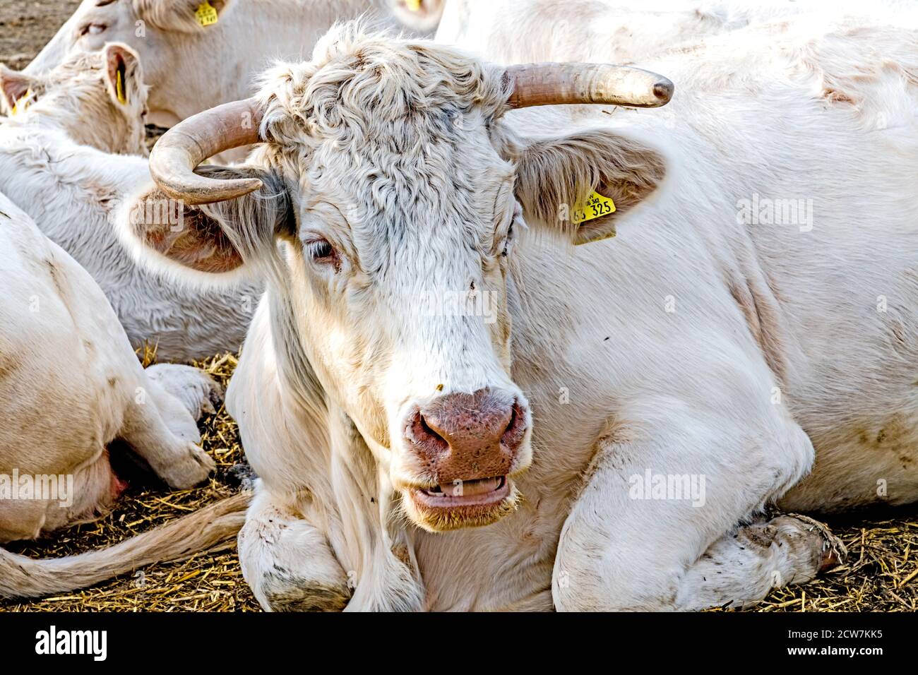 Mucche all'aperto sul pascolo; Kuehe auf der Weide Foto Stock