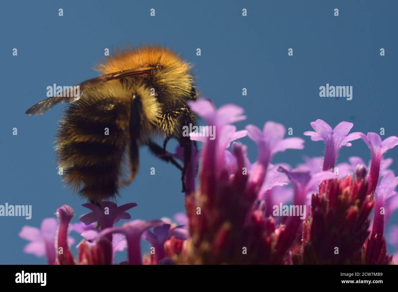 Primo piano di Bee raccolta nettare su fiore Foto Stock