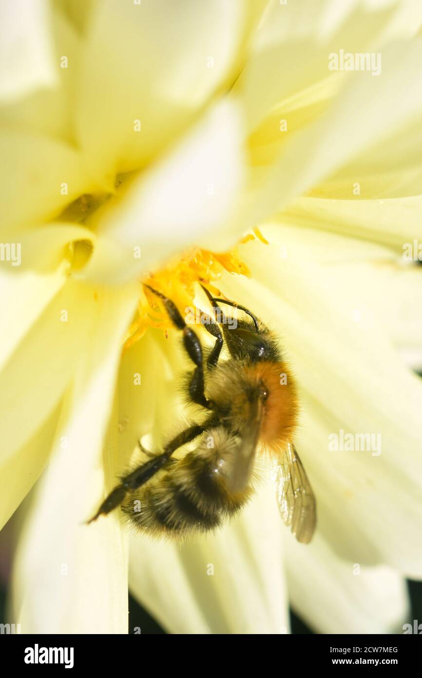 Primo piano di Bee raccolta nettare su fiore Foto Stock
