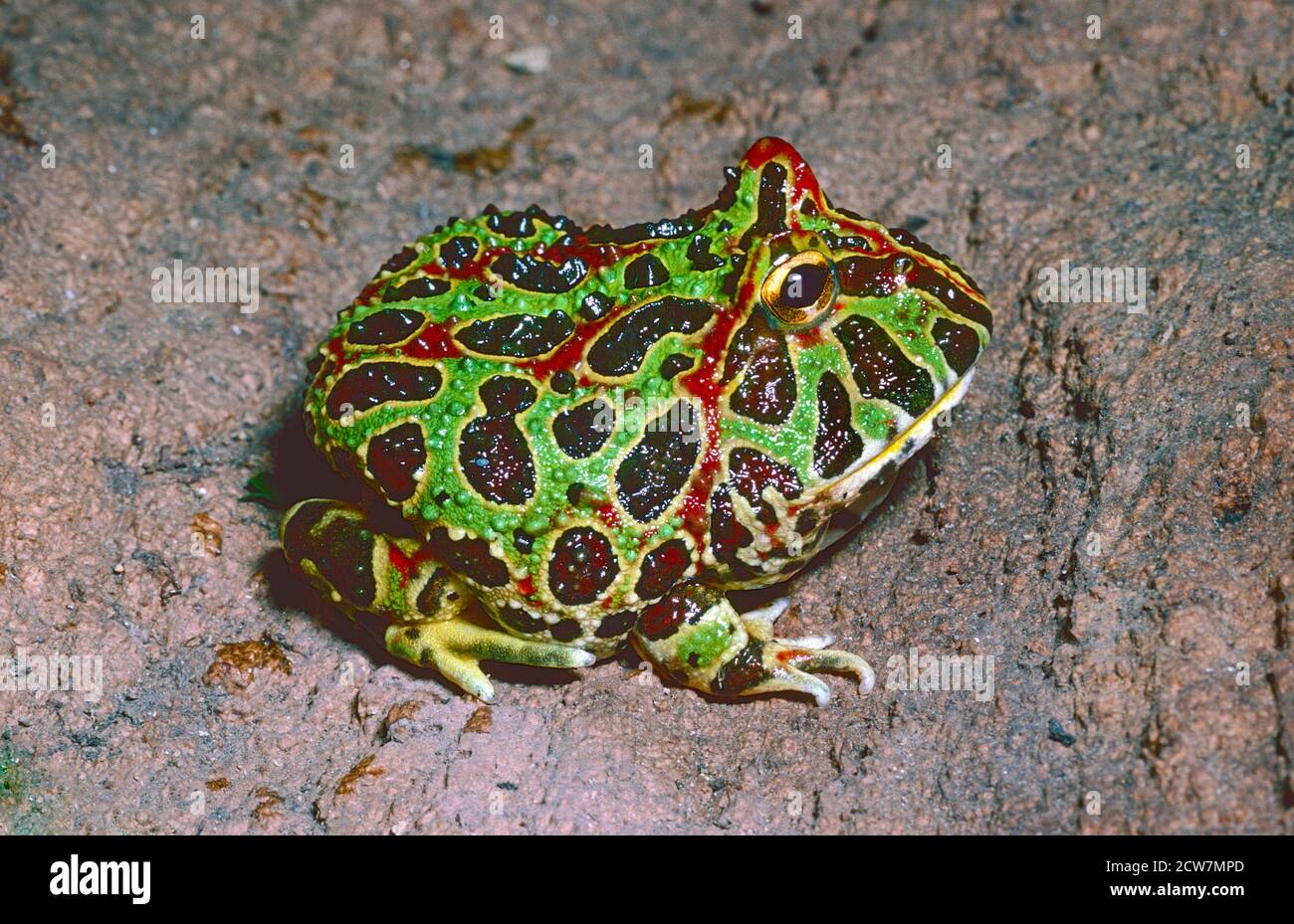 Giovane argentino Orned Rana o dipinto Escuerzo, (Ceratophrys ornata,) da Argentina, Brasile e Uruguay. Foto Stock