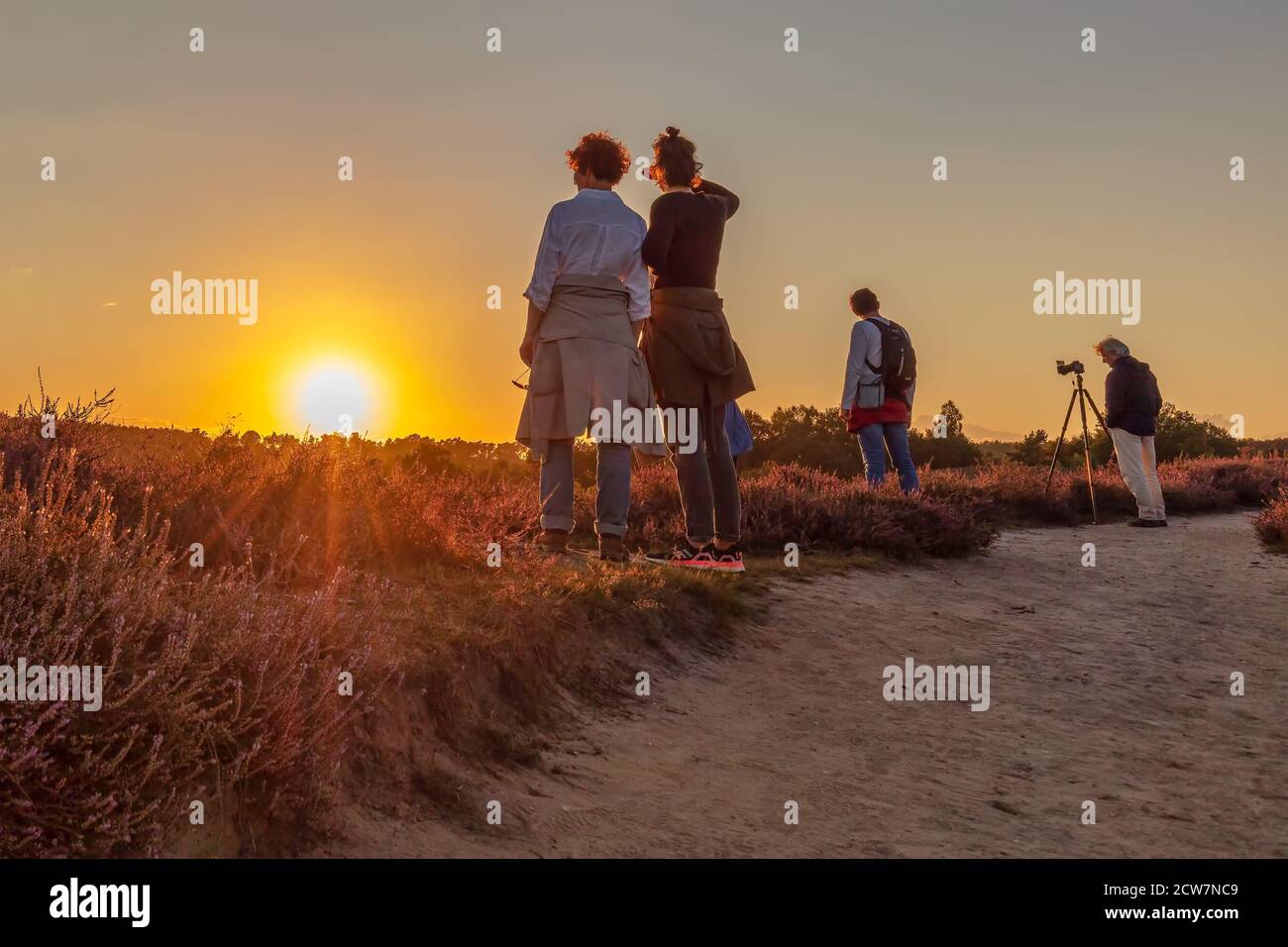 Rheden, Paesi Bassi - 24 agosto 2020: I visitatori del parco nazionale Veluwedim godendo il tramonto sulle colline del Posbank con la fiorente brughiera viola in t Foto Stock