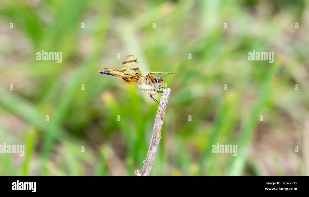 Un Pennant di Halloween (Celithemis eponina) Dragonfly appollaiato sulla vegetazione vicino a una piccola palude in Oriente Colorado Foto Stock