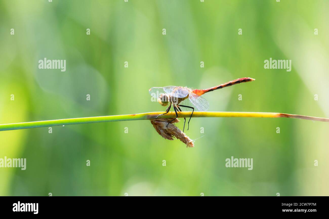 Un Meadowhawk maschile adulto a strisce (pallipes di Sympetrum) Dragonfly appollaiato sulla vegetazione di una palude in Colorado Foto Stock