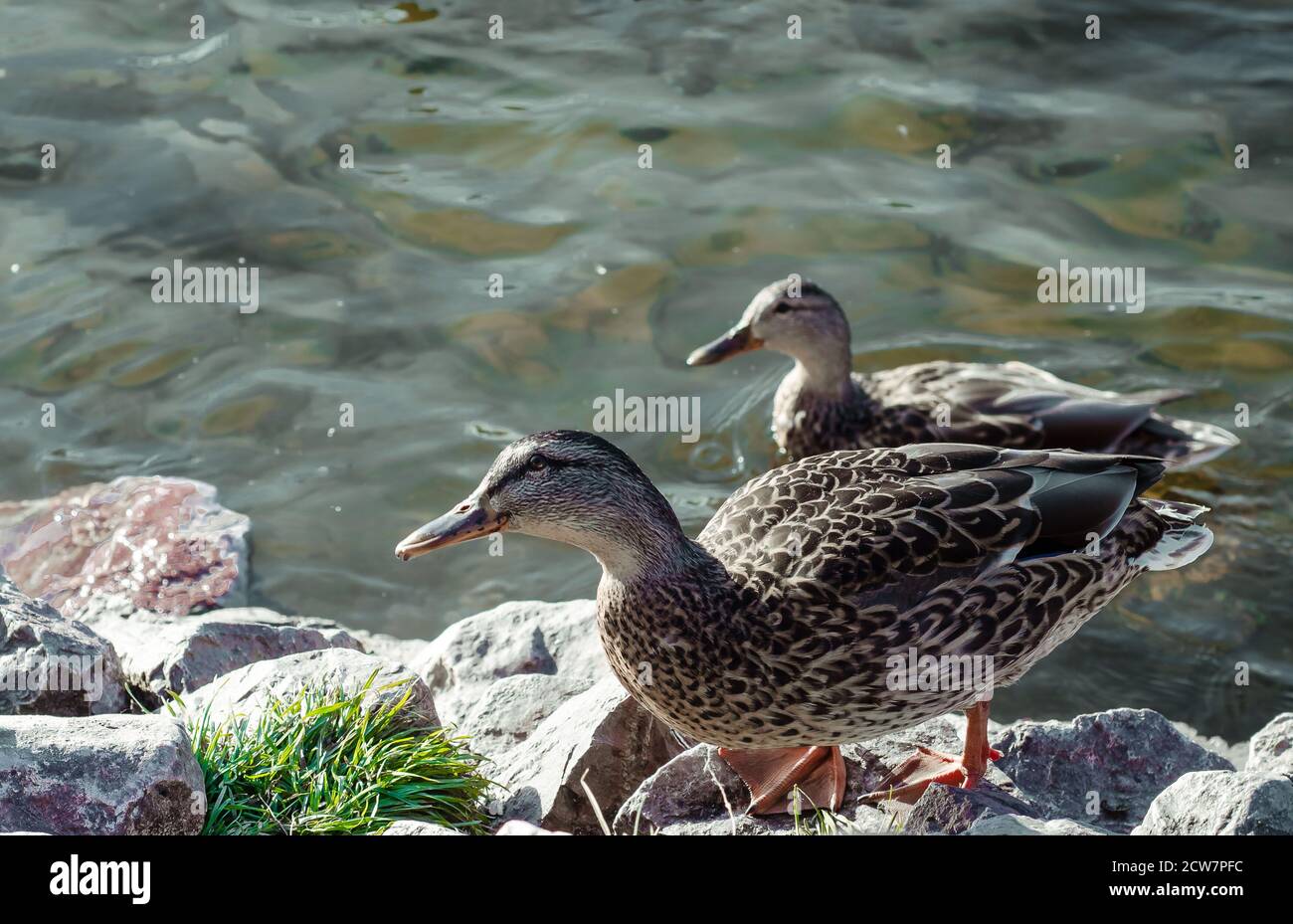 Due anatre selvatiche vicino ad un serbatoio nel loro habitat naturale. Gallina. Foto Stock