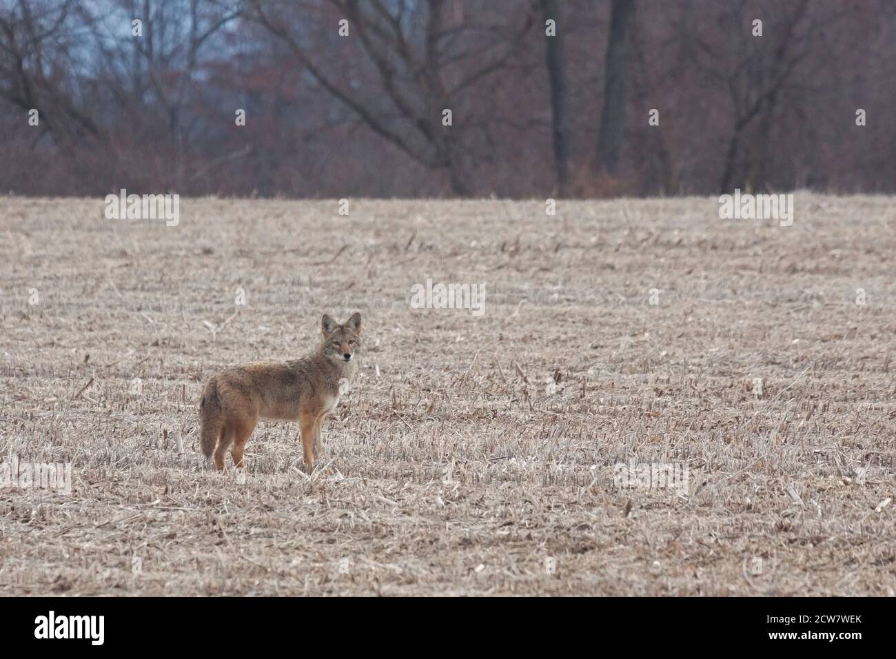 Un coyote solitario si trova in un campo di mais recentemente arato prima che si trota nella fila lontana di siepi. Foto Stock
