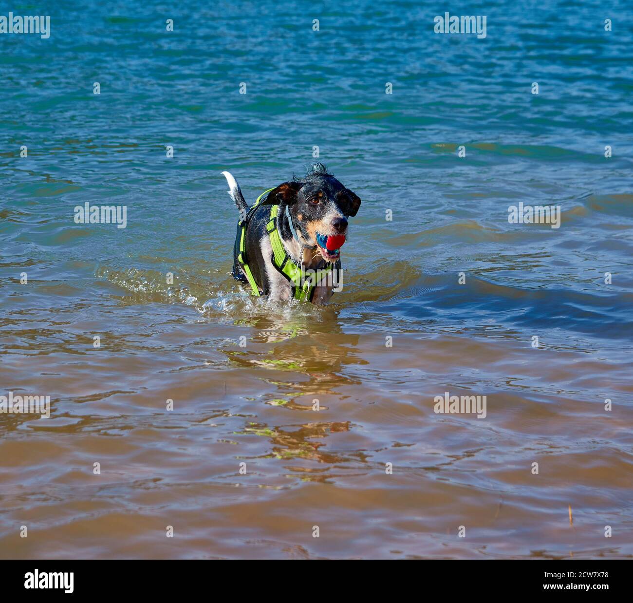 bel cane in un lago che esce dall'acqua con una palla Foto Stock