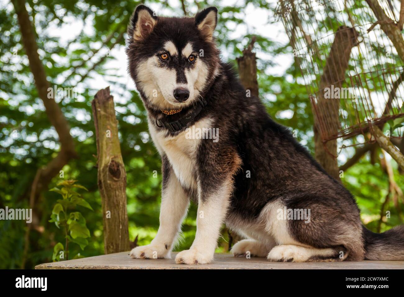 All'aperto ritratto di una razza pura Husky siberiano in estate ora Foto Stock