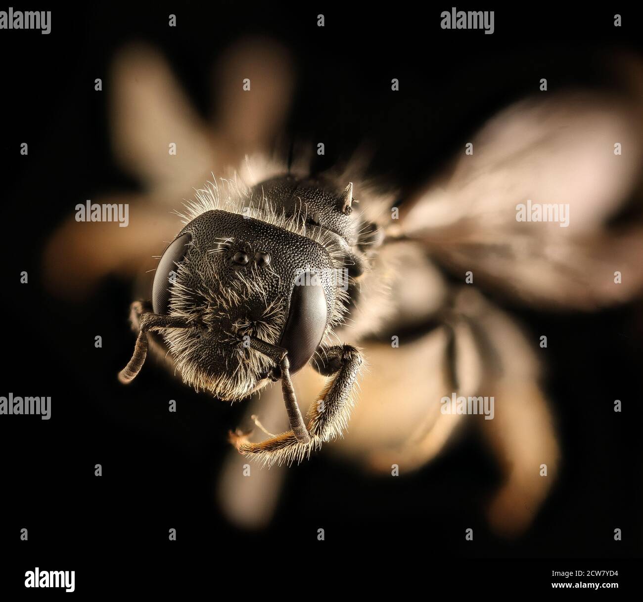 Hoplitis spoliata, f, face, pwrc, MD 2018-06-20-09.12.08 ZS Pmax UDR Foto Stock