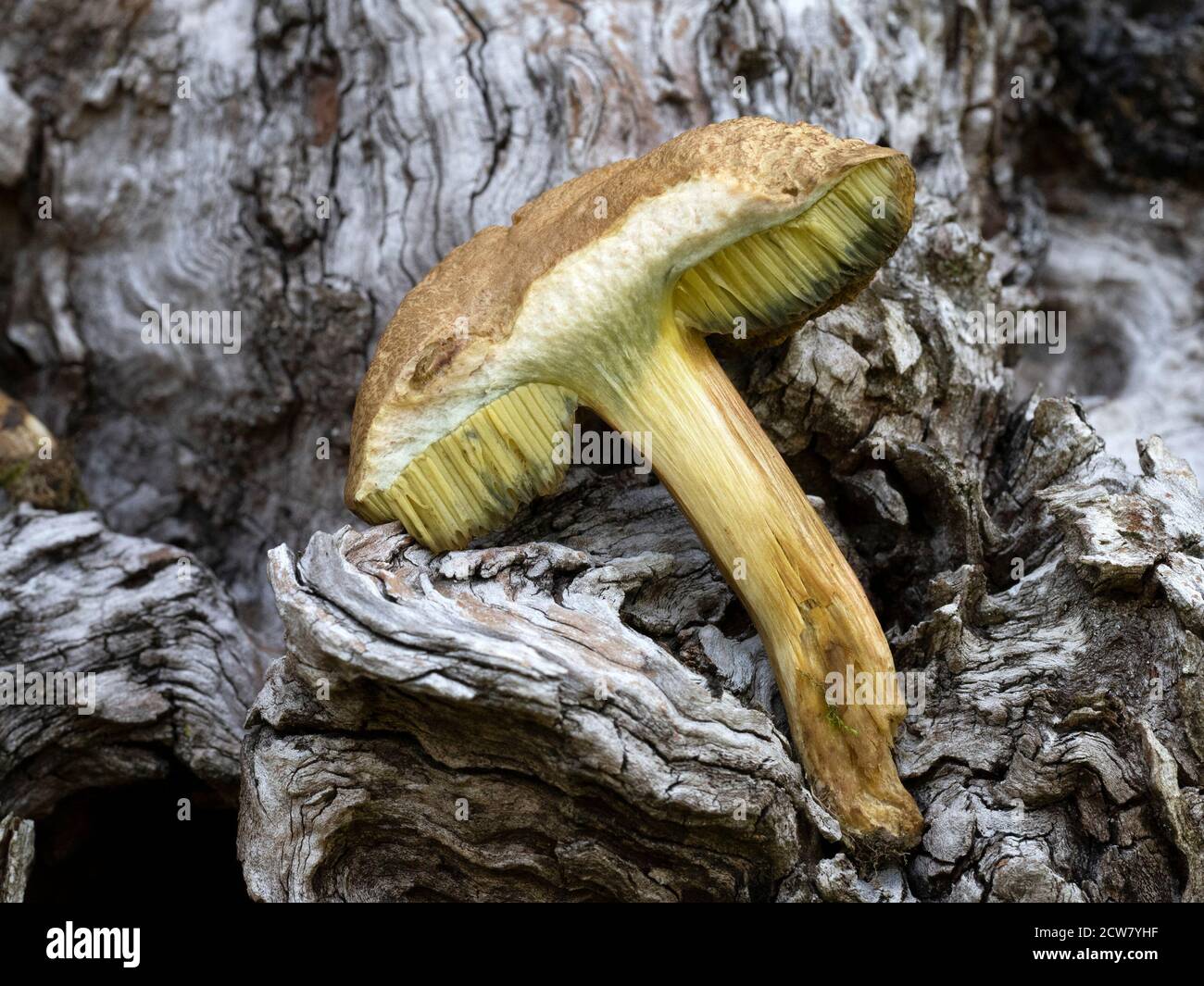 Suillus granulatus fungo primo piano macro dettaglio Foto Stock