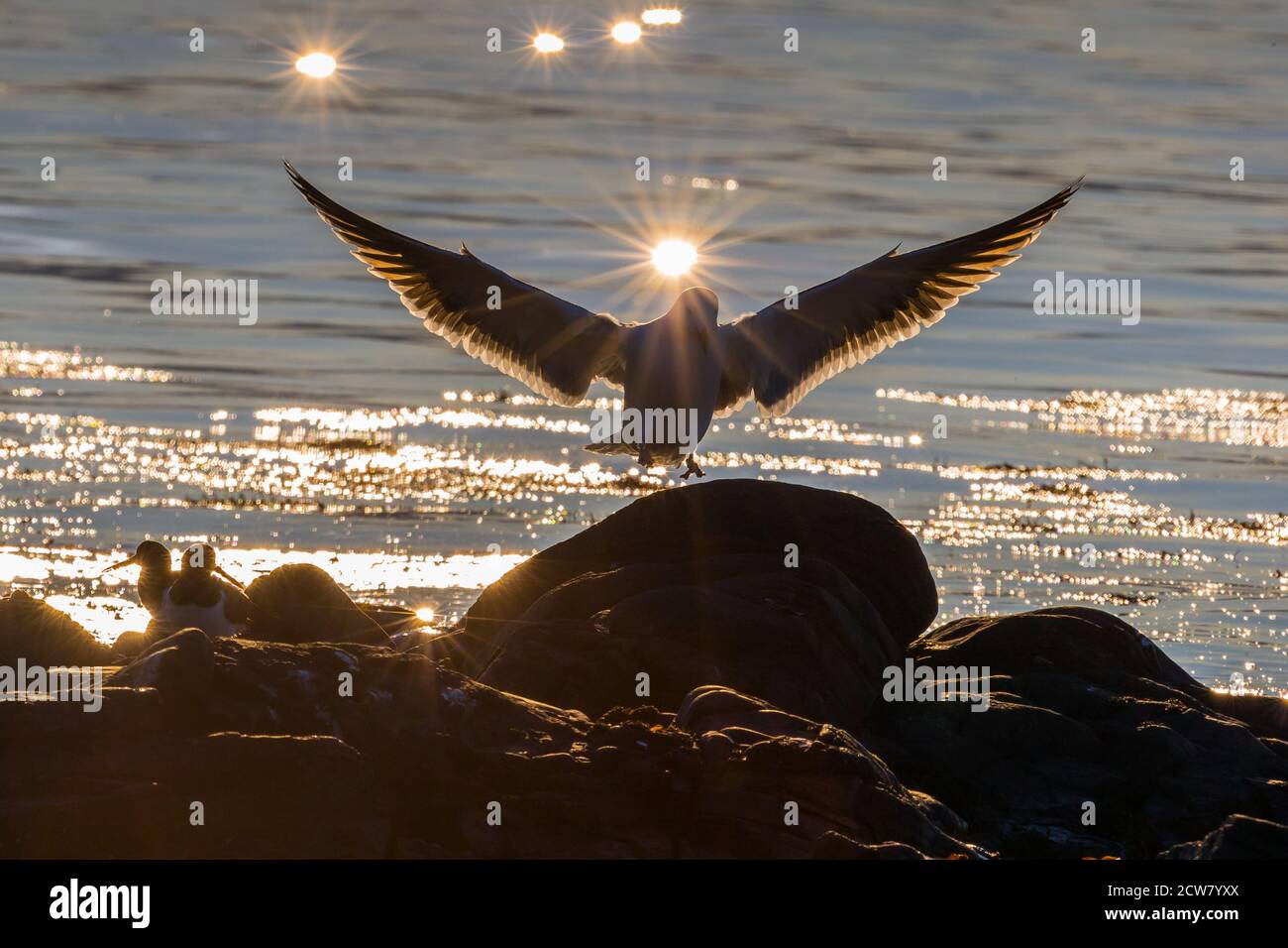 RUNDE, NORVEGIA - 2019 aprile. Seagull con le ali e l'alba che la illumina da dietro. Foto Stock