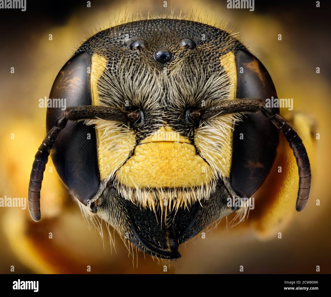 Trachusa Dorsalis, f, face, Sussex Co., VA 2018-06-21-14.35.12 ZS Pmax UDR Foto Stock