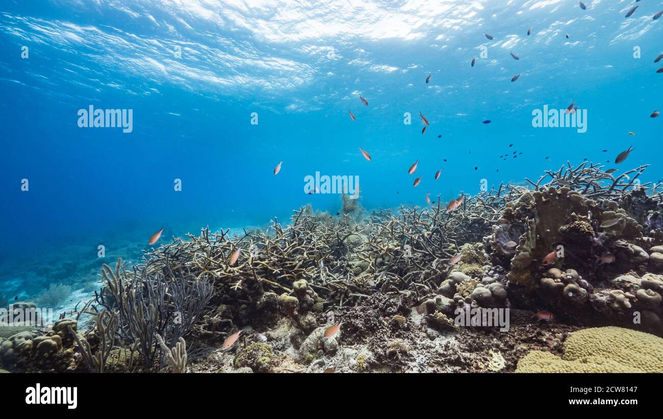 Stagcape in acque turchesi della barriera corallina nel Mar dei Caraibi / Curacao con pesce, corallo Staghorn e spugna Foto Stock