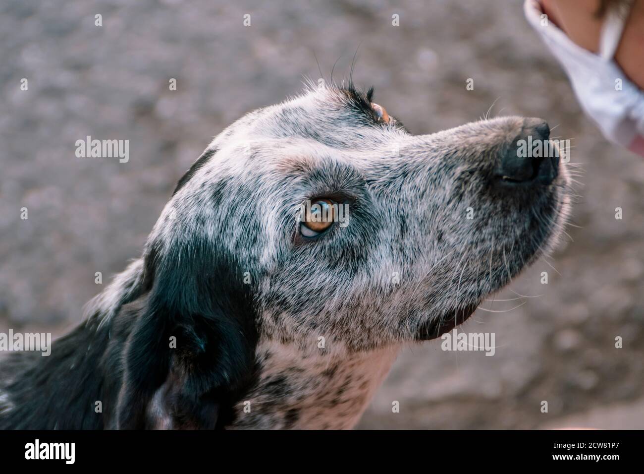 Un primo piano di un cane randagio che viene accarezzato da un bambino con una maschera facciale in Turchia. Foto Stock