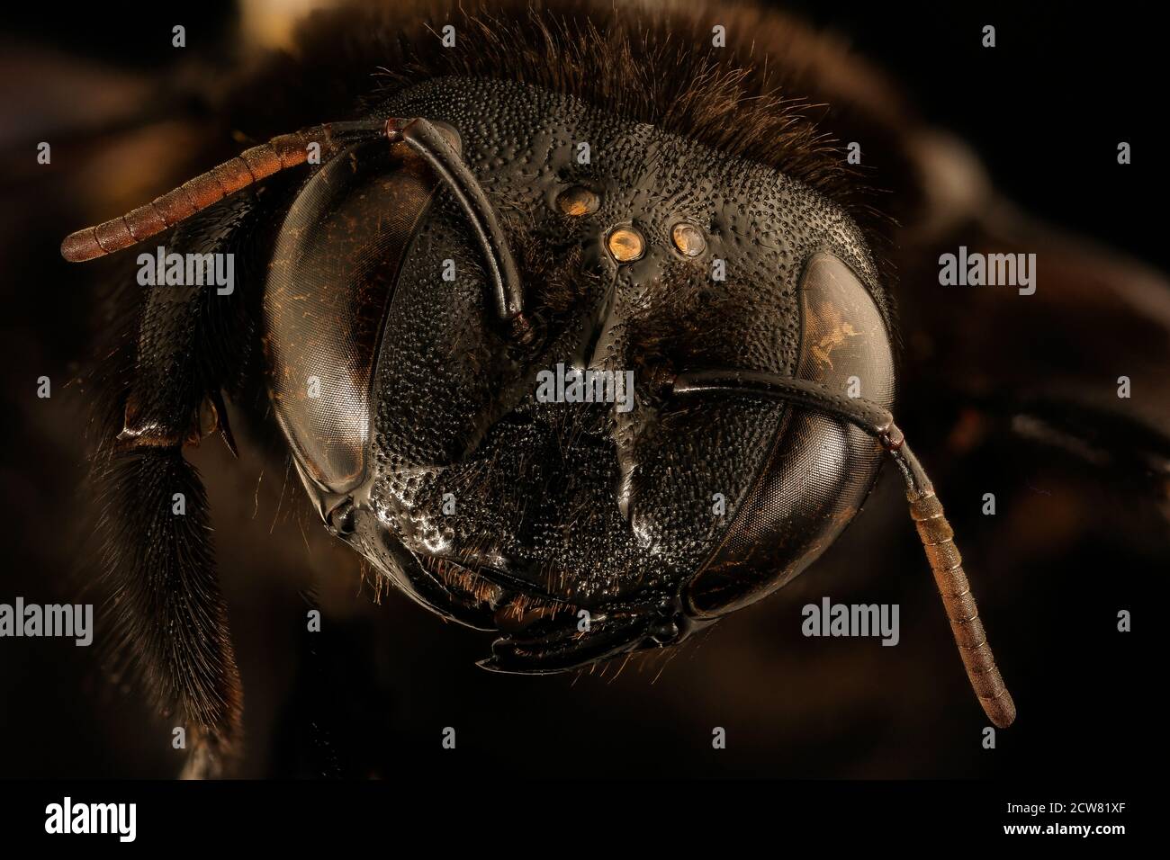 Xyclocopa caffra, f, face, Kruger NP, Sudafrica 2018-07-17-20.42.31 ZS Pmax UDR Foto Stock