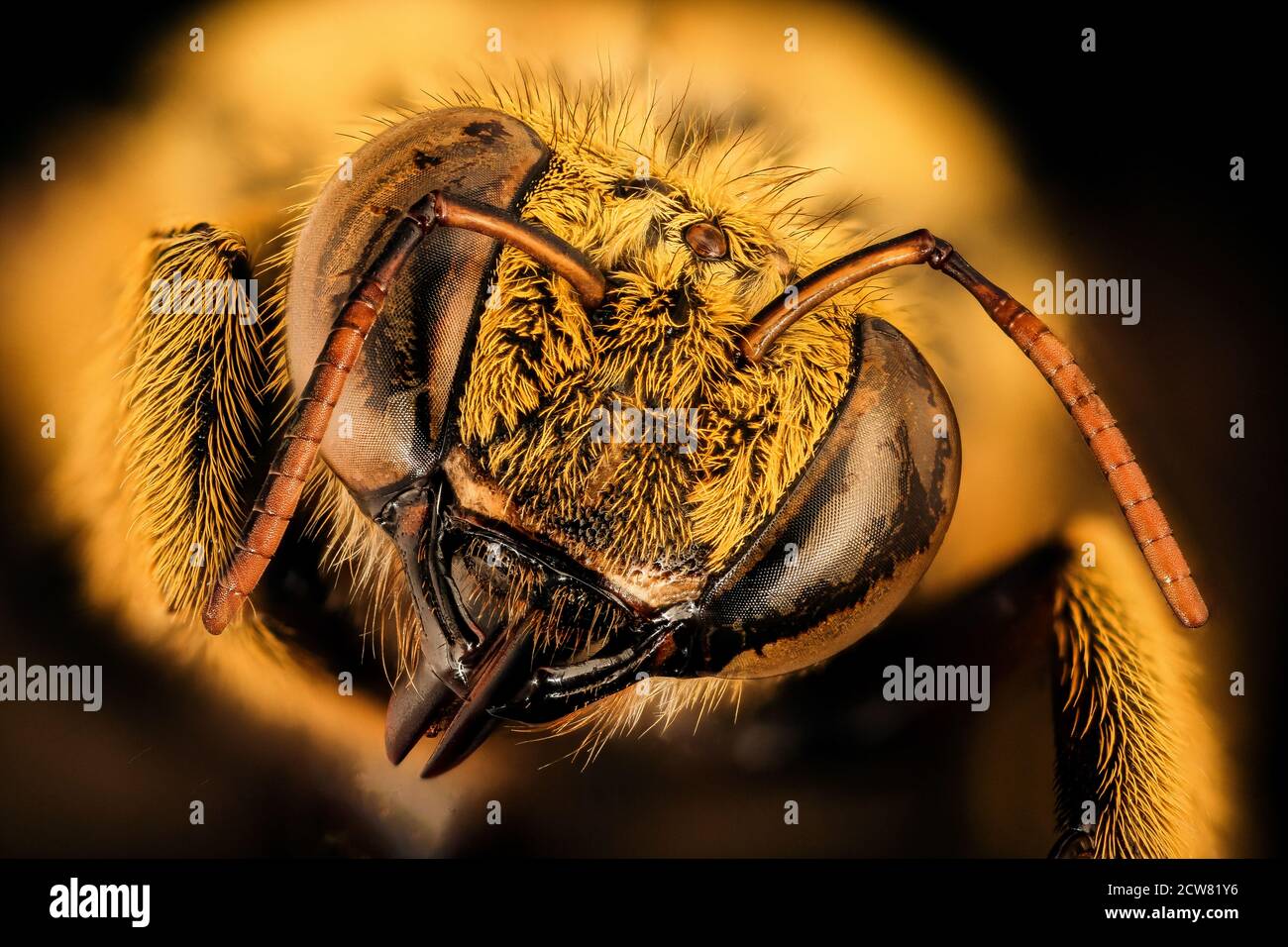 Xyclocopa caffra, m, face, Kruger NP, Sudafrica 2018-07-17-21.23.09 ZS Pmax UDR Foto Stock