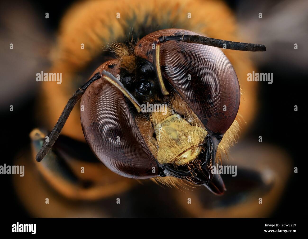 Xylocopa micans, m, face, Charleston Co., SC 2019-03-21-15.00.29 ZS Pmax UDR Foto Stock