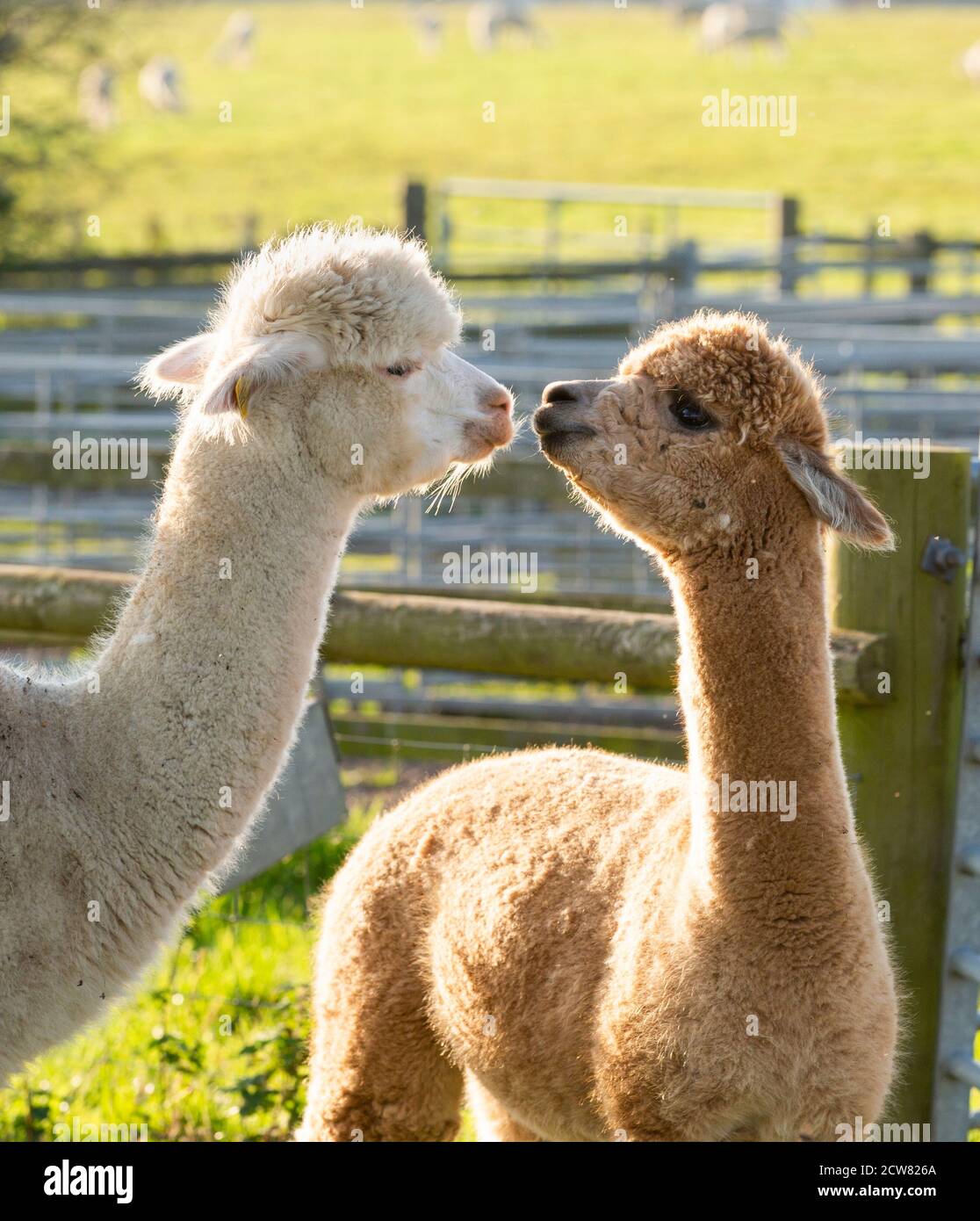 Un allevamento di alpaca nel Warwickshire, Regno Unito Foto Stock